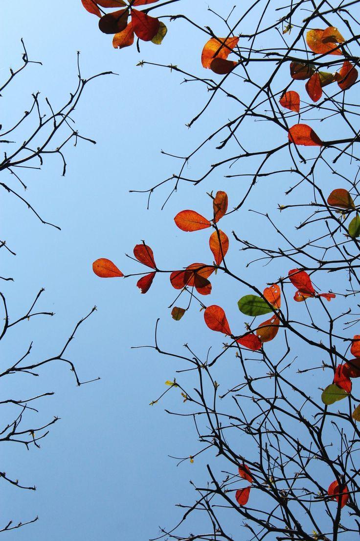 Autumn